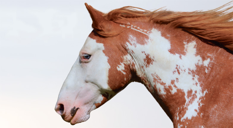 Erlebe die Magie der Mustangs